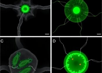 Chlorogenic Acid Protects Transplanted Spermatogonial Stem Cells in Torsion-Induced Azoospermia Models