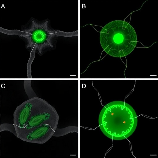Chlorogenic Acid Protects Transplanted Spermatogonial Stem Cells in Torsion-Induced Azoospermia Models