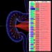 Chrono-atlas maps cell-specific daily gene rhythms during colon regeneration
