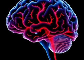 Comparative Study Reveals How Insula Structure Influences Brain Function