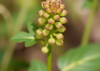 Complete Guazuma ulmifolia Genome Reveals Evolution, Drought Adaptation, and Flavonoid Biosynthesis