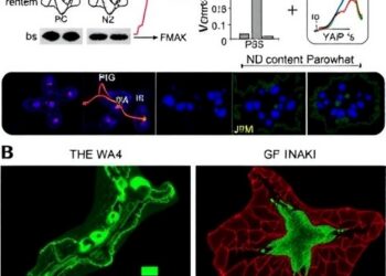 Correction: curcumin derivative WZ35 suppresses tumor growth via ROS-YAP-JNK pathway