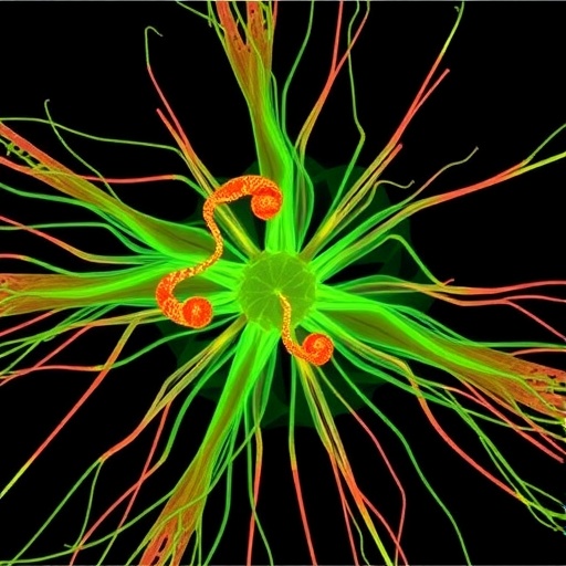 Correction: Semi-automatic geometric reconstruction analyzes filopodia dynamics in 4D two-photon microscopy