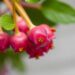 Development of HPLC–PDA method for steviol glycosides analysis in food matrices