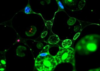 Disrupting CDK4/6–RARα–NF-κB axis eases senescence inflammation, improving aging and chemotherapy recovery