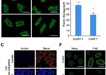 DUSP4 Boosts Antitumor CD8+ T Cells, CAR-T Efficacy in Colorectal Cancer Mice