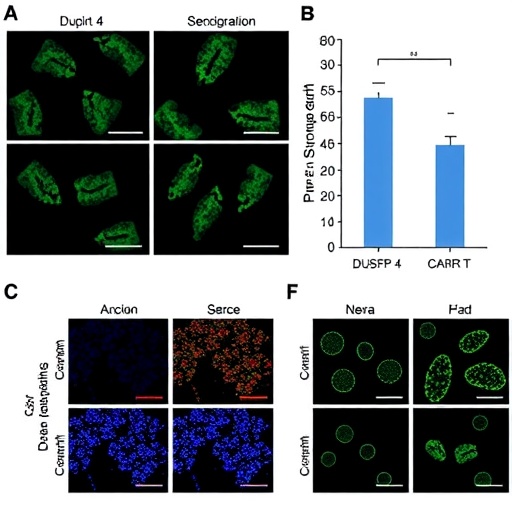 DUSP4 Boosts Antitumor CD8+ T Cells, CAR-T Efficacy in Colorectal Cancer Mice