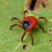 El Salvador Reports First Gynandromorphic Rhipicephalus microplus Tick