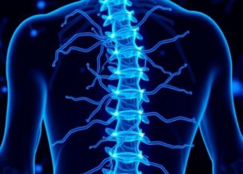 Engineered Human Neurons Restore Damaged Spinal Cord Circuits
