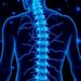 Engineered Human Neurons Restore Damaged Spinal Cord Circuits