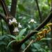 Epiphytic orchids reveal microhabitat and host tree preferences in Bangladesh forests