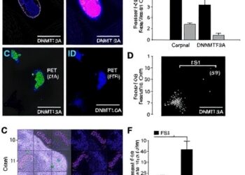 ESM1-Mediated DNMT3A Suppresses Cervical Cancer Metastasis via ID3 Epigenetic Regulation