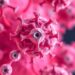 ESR1 Mutations and CDK4/6 Choices Shape Clones and States in Drug Resistance