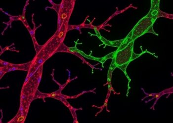 FAK drives leptin-triggered vessel growth and mimicry in breast cancer