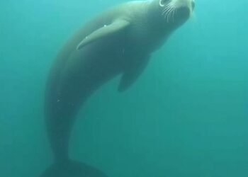 First-ever bycatch recording offers crucial insights into marine mammal behavior
