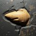 Fossil shark scales show how ocean productivity shaped ancient shark populations