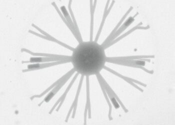 Freeze-Drying Method Reveals Bacterial Ultrastructure in Scanning Electron Microscopy