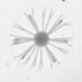 Freeze-Drying Method Reveals Bacterial Ultrastructure in Scanning Electron Microscopy
