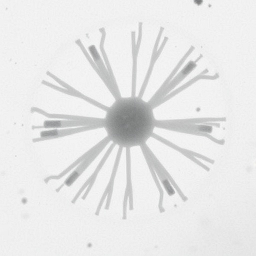 Freeze-Drying Method Reveals Bacterial Ultrastructure in Scanning Electron Microscopy