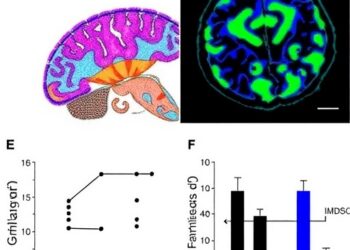 Galanin undermines glioblastoma immunity by driving MDSC infiltration and ferroptosis resistance