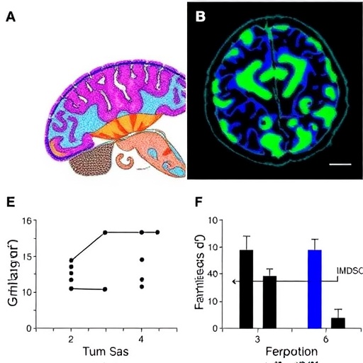 Galanin undermines glioblastoma immunity by driving MDSC infiltration and ferroptosis resistance