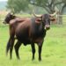 Gastrointestinal Parasitism in Cattle and Water Buffaloes in Pakistan: Prevalence and Associated Risk Factors