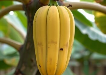 Gene regulator reveals new way to control banana ripening