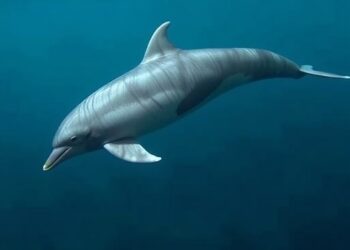 Genetic evidence shows British Risso’s dolphins form a single population