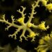 Genomics reveal YNK-FB0058 as a novel phosphate-solubilizing Phyllobacterium species