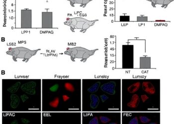 GLP-1 Receptor Activation Suppresses Pathological Defensive Aggression Through DMPAG in Mice