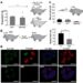 GLP-1 Receptor Activation Suppresses Pathological Defensive Aggression Through DMPAG in Mice