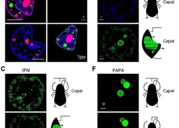 Gut cGAS–STING–IFN signaling promotes obesity by reducing microbiota-derived IAA in male mice