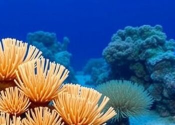 Heat-tolerant corals may face greater disease risk, study finds