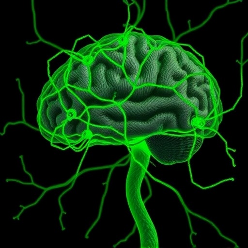 Hippocampal Wiring Study Finds Graded Mossy Fiber Inputs and Targeted Inhibition