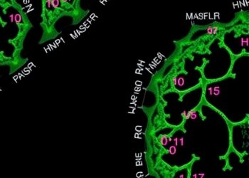 hnRNPK condensates boost enhancer–promoter looping and RNA polymerase II recruitment