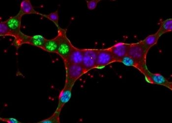 How Neuroblastoma Balances Replication Stress and Genome Stability Across Chromosome 17q