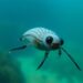 How seal louse nits breathe, cling and thrive underwater