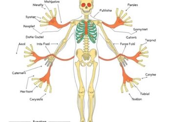 How the Outer Kinetochore Is Built and Functions