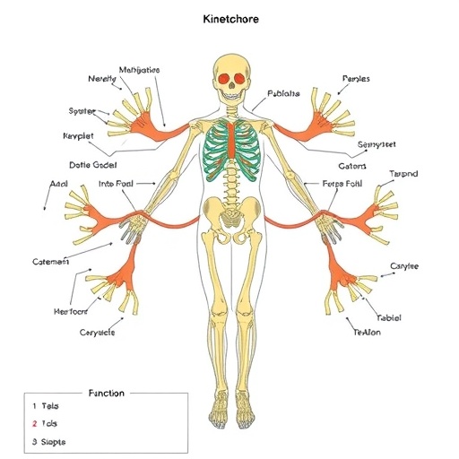 How the Outer Kinetochore Is Built and Functions