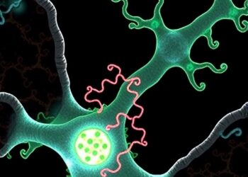 Hydrophobic FG-nucleoporin interactions expand post-mitotic nuclear pores into selective transport channels