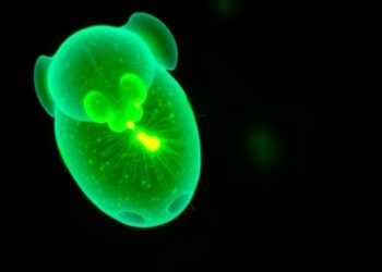 Hypercontractile embryos from older female mice experience implantation failure