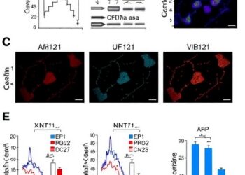 ID2 directs cDC1 development by blocking E proteins at versatile Zeb2 enhancer