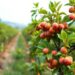 Japanese Fruit Growers’ Crop-Switching Choices Reveal Climate-Adaptation Replanting Strategies