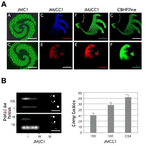 JmjC1 Controls Virulence Genes Linked to Severe Malaria in Plasmodium falciparum