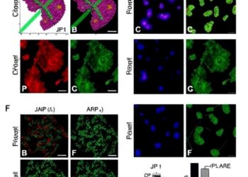 JP1 Peptide Modulates Oxidative Stress and Autophagy Through Keap1-Nrf2-ARE in ALS Mice