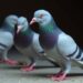 Ketamine and Xylazine Combinations Alter Nav1.5 Gene Expression in Pigeons