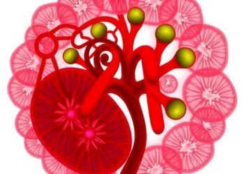 KiGEP Quantitatively Assesses Human Kidney Similarity and Nephrotoxicity in Kidney Organoids