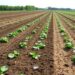 Legacy Phosphorus Risks Assessed Across Acidic, Organic, and Calcareous Soils
