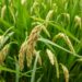 Long-read sequencing unveils wild rice transcriptome complexity and refines annotation