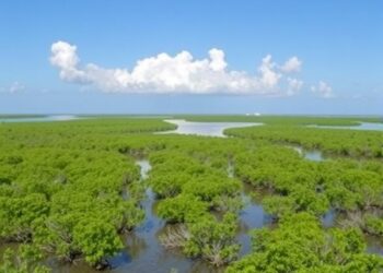 Mangrove Landscapes Evolve Over Decades, Recovering Naturally Beyond Protected Areas